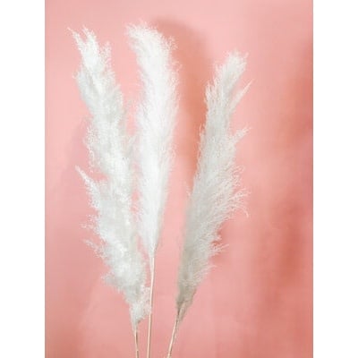 Pampas Grass - Bleached