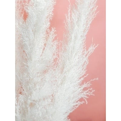 Pampas Grass - Bleached