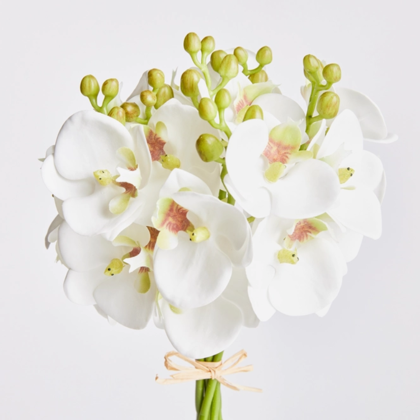 Phalaenopsis Orchid Stem 11.5"