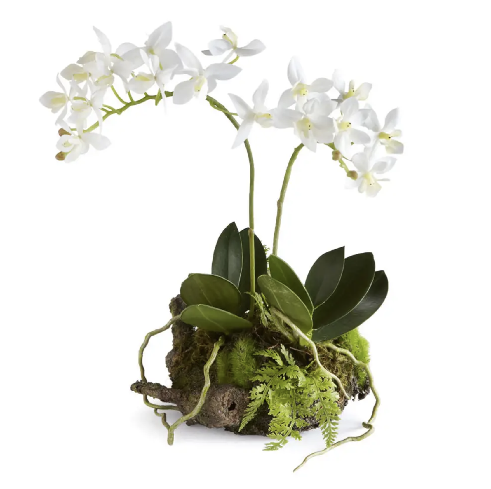 Mini Dendrobium Rustic Drop-In