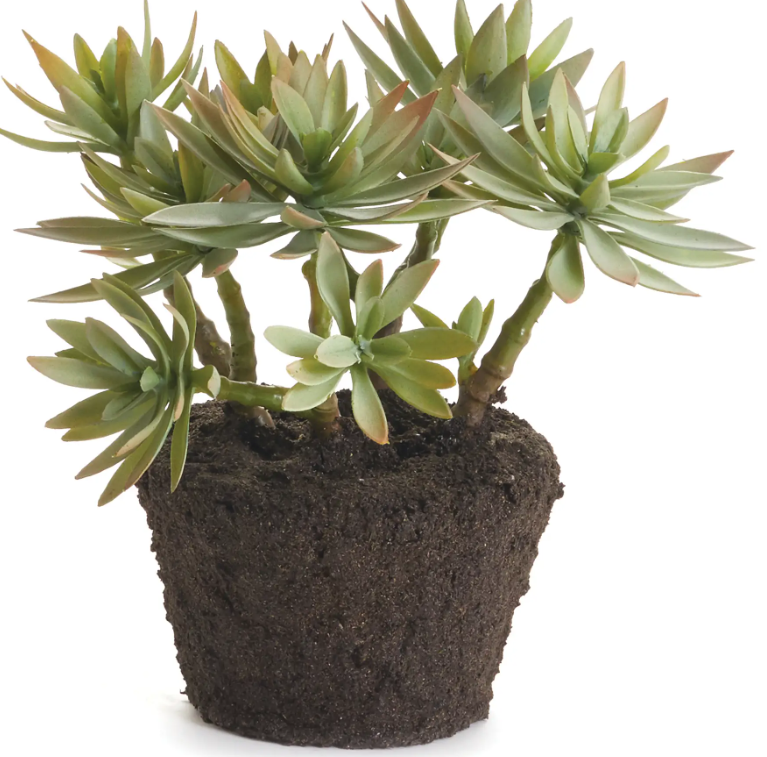 Jewel Succulent Drop-In