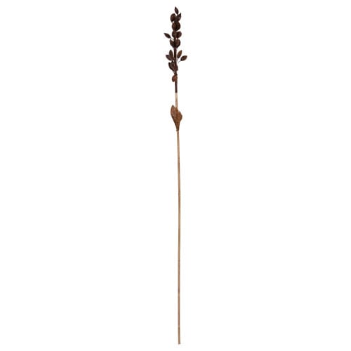 Dried Talisay Tree Branch