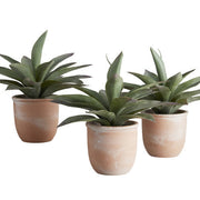 Propeller Plant in Pot