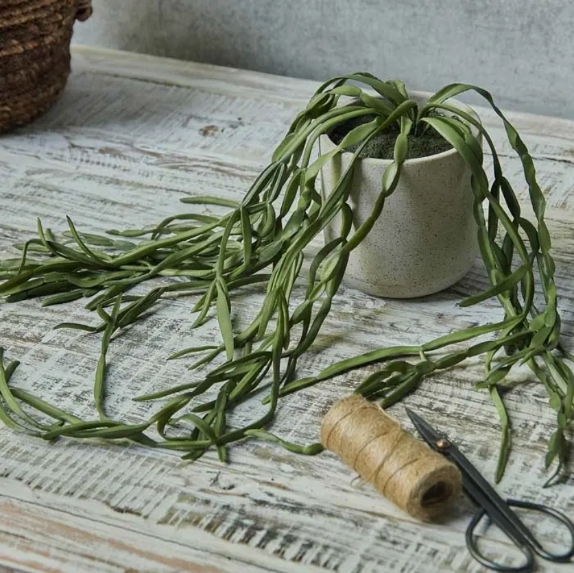 Succulent Garland In Pot