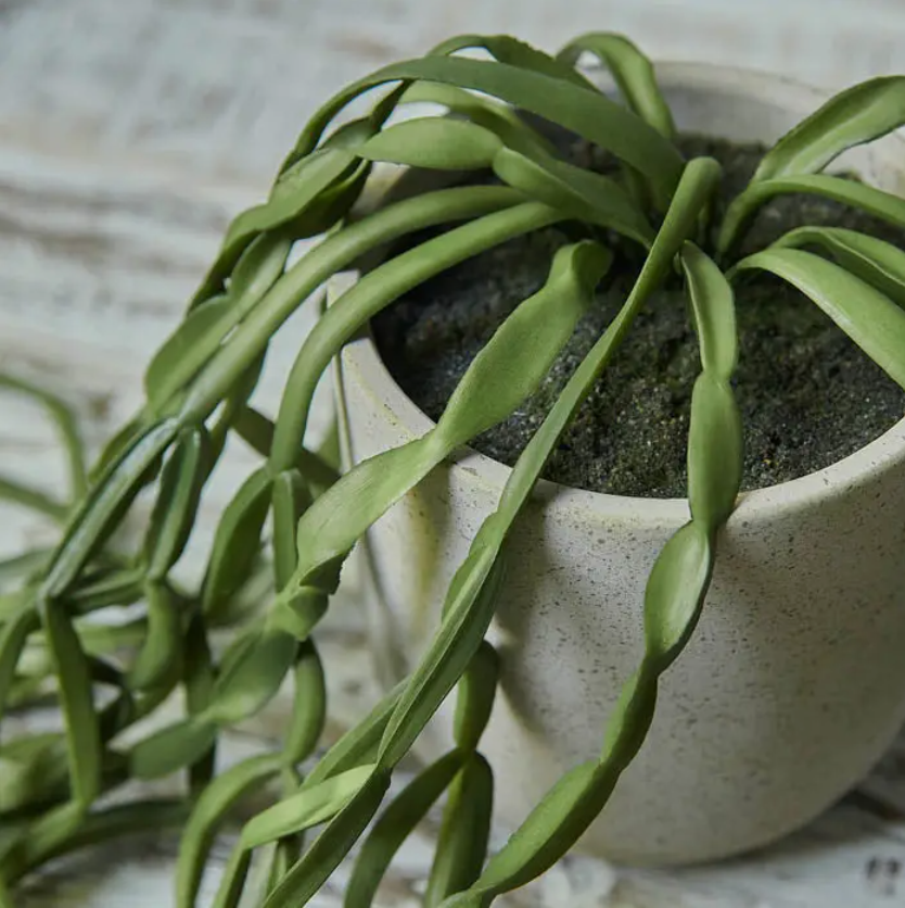 Succulent Garland In Pot